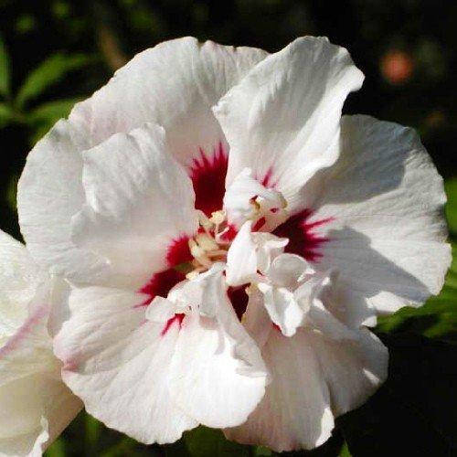 

Гибискус сирийский Speciosus (саженцы)