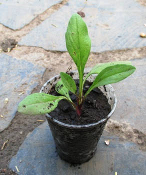 

Астра альпийская (Голубая ромашка) Рассада в контейнерах Д5.