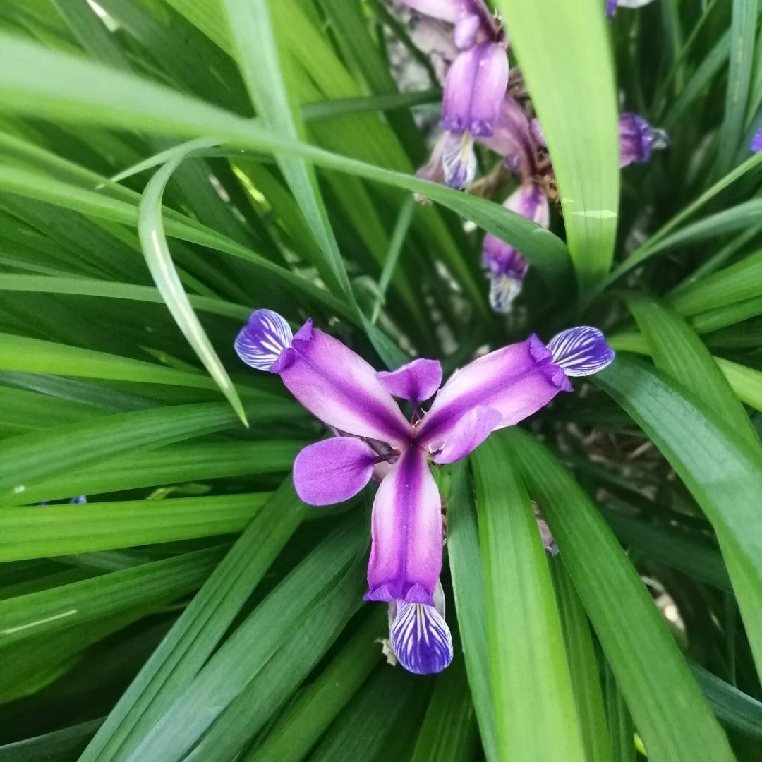 

Ирис злаковидный (Iris graminea), группа ирисов Спуриа, корневище