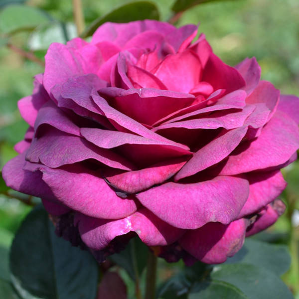 

Саженцы роз Биг Перпл (Rose Big Purple)