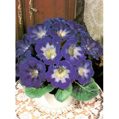 

Глоксинія Tigre Blue,пророщений клубень в горшку., Синий