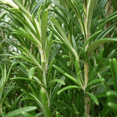

Розмарин, розмарин звичайний /Rosmarinus officinalis/р9 горщик