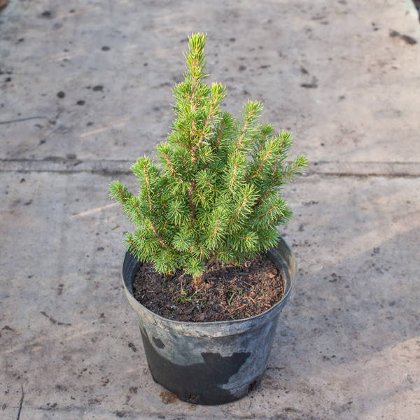 

Саженцы Ели Коника, Conica 30-40 см (контейнер 2 л)