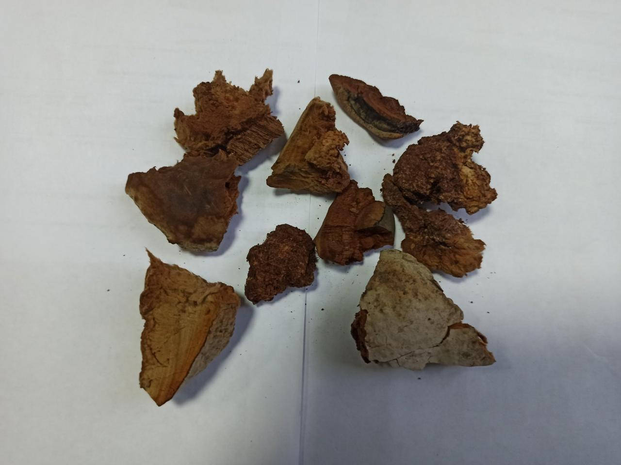 

Трутовик Настоящий сухой (Fomes fomentarius)