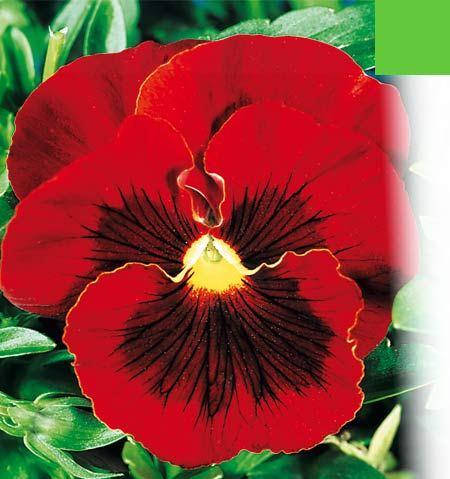 

Семена виола скарлет, Бордовый