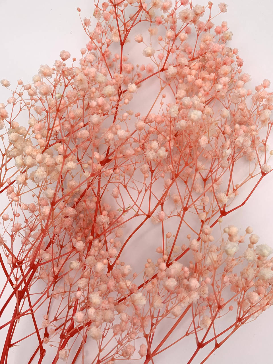 

Гипсофила стабилизированная, бело-розовая (50гр.)