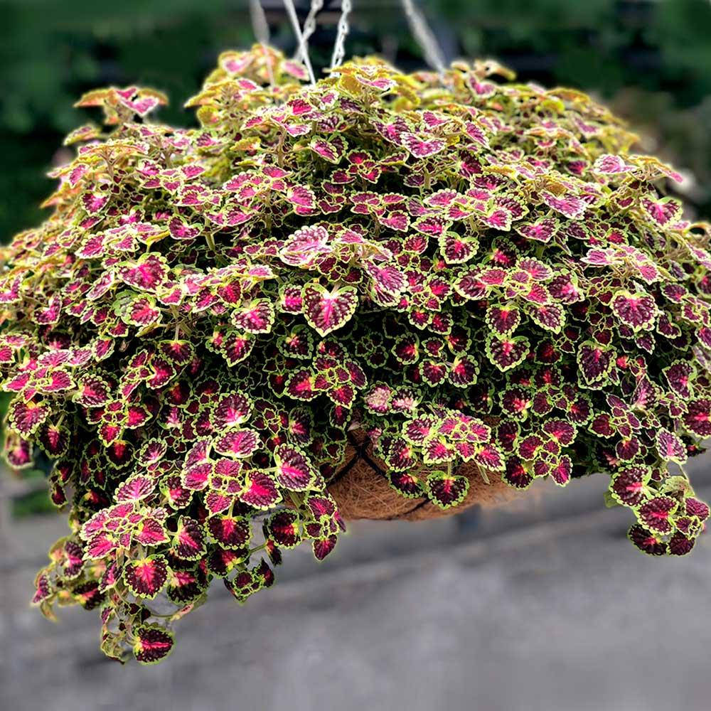 

Колеус Great Falls Angel в горшке 250 мл