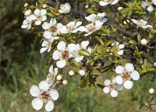 

Чайное дерево масло эфирное