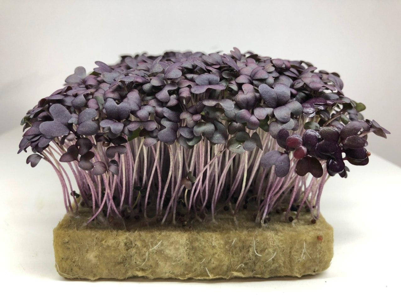 

Семена Горчица фиолетовая микрогрин 100