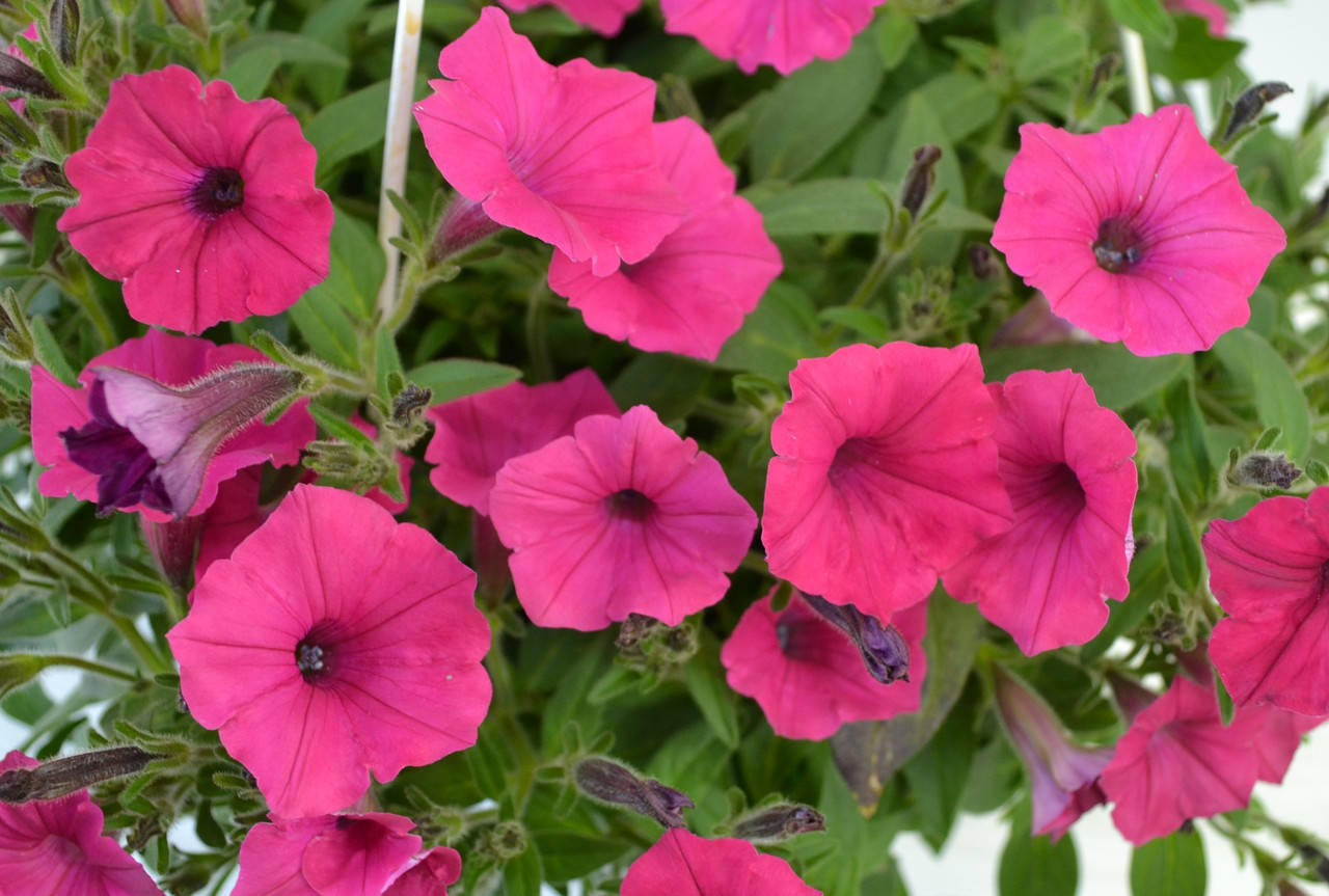 

Рассада петунии Vista Fuchsia фуксия d12cм