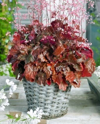 

Гейхера " Речел" \ Heuchera "Rachel'" ( саженцы ЗКС)