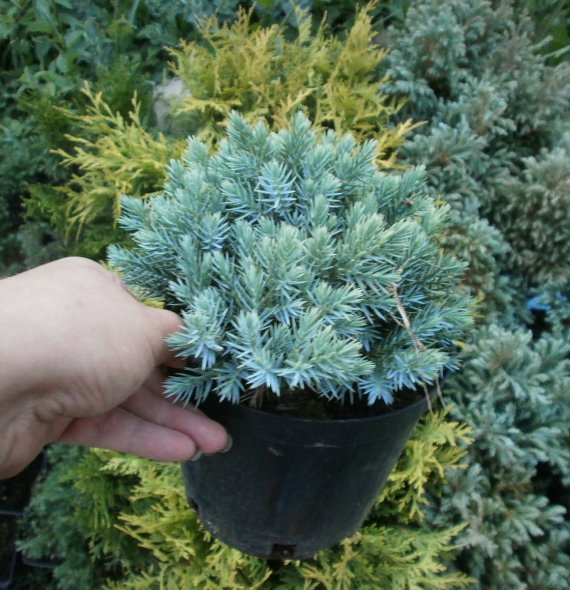 

Можжевельник чешуйчатый Блю Стар \ Juniperus squamata Blue Star ( С 1.5л) саженцы