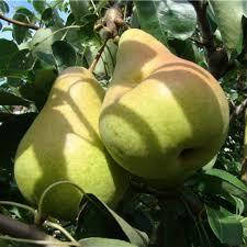 

Груша Говерла