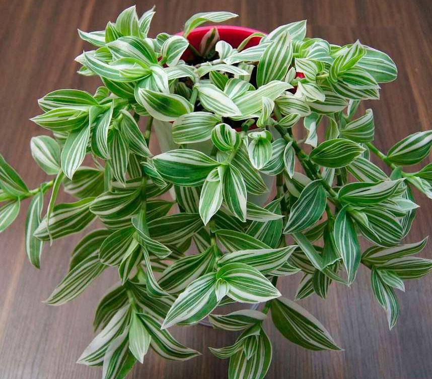 

Традесканция белоцветковая белополосая variegata 10-20 см. 5/+ шт., 0,2 л.