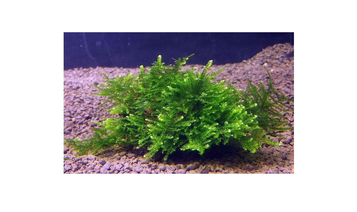 

Мох Сингапур