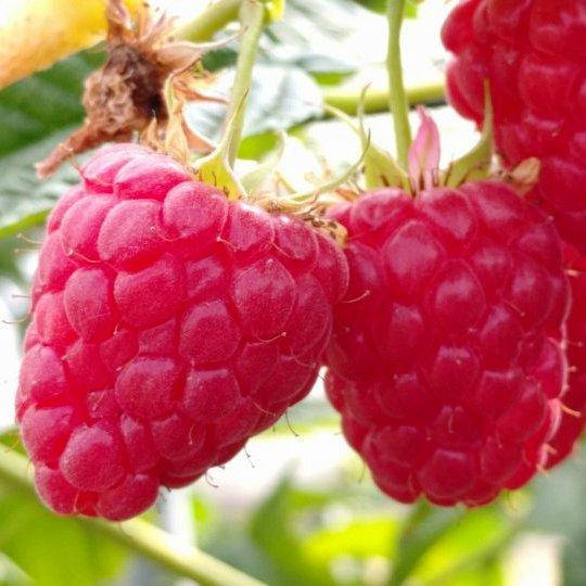 

Саженцы (кусты) ремонтантной малины Версаль - бесшипная, крупноплодная, сладкая