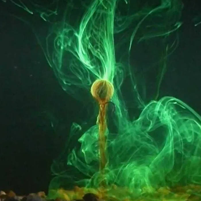 

Флюороплазма зеленая Слива (день) флакон 50мл