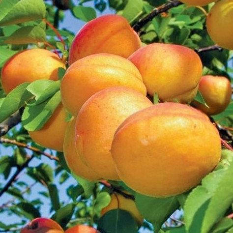 

Саженцы абрикоса БЕРЖЕРОН