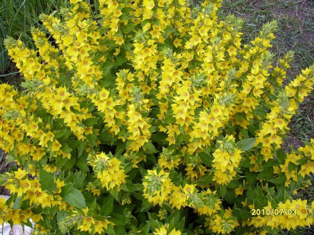 

Вербейник точечный ( Lysimachia punctata)