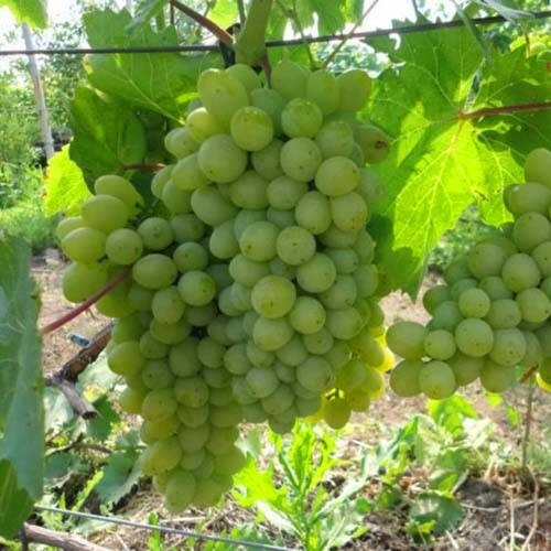 

Виноград Кишмиш Химрод (саженцы)