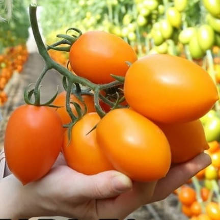 

Бенигара(KS 1430 F1) F1 10 шт сливка жёлтая высокорослая Kitano Голландия