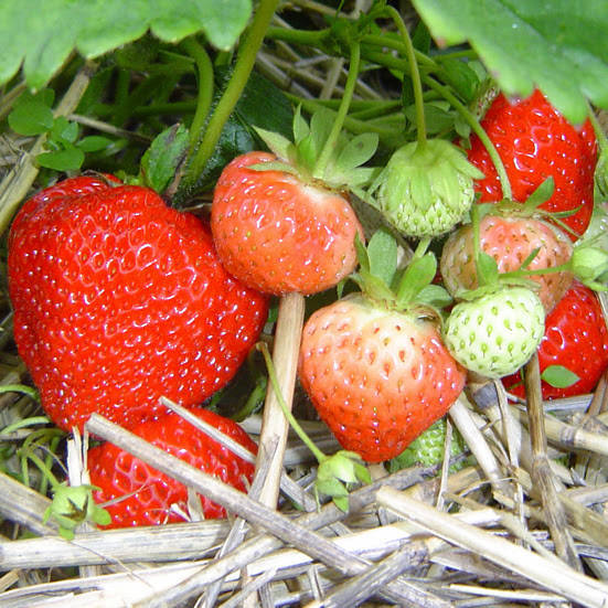 

Саженцы клубники "фриго" сорта "Кимберли" (Kimberly Strawberry)