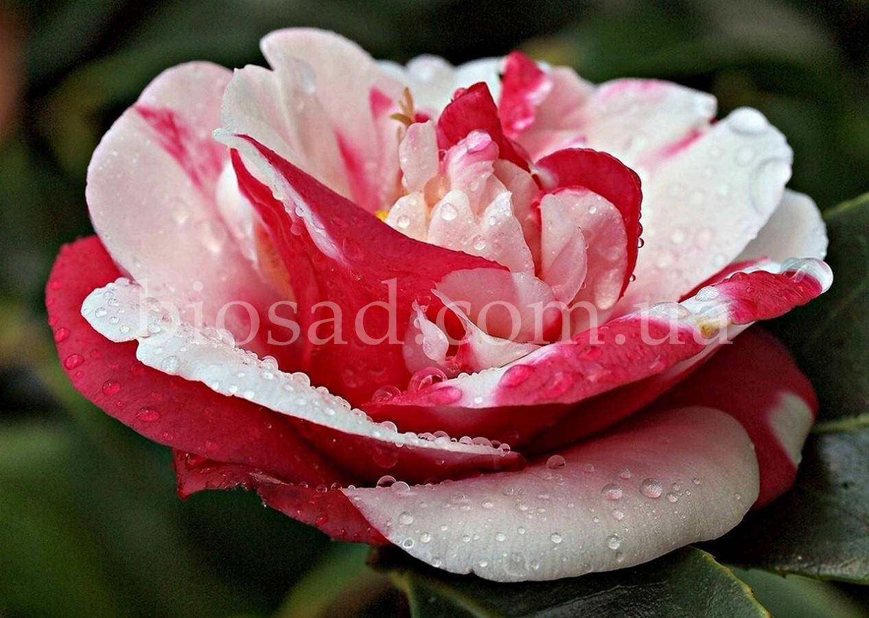 

Камелия японская General Colleti