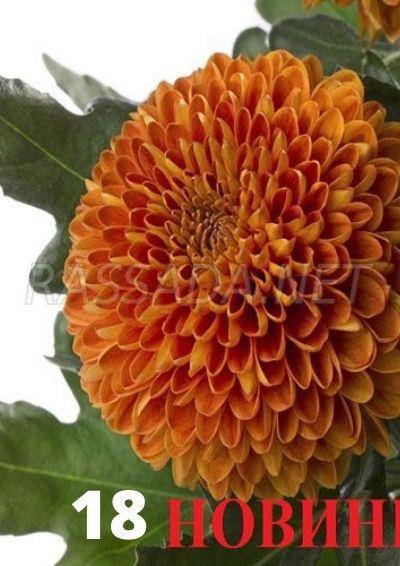 

Хризантема веточная (черенок) Паладов №18