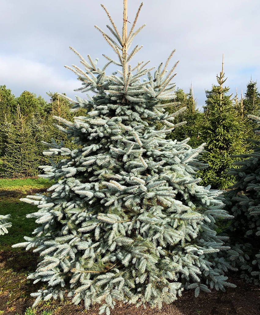 

Ель голубая Глаука / Picea pungens Glauca