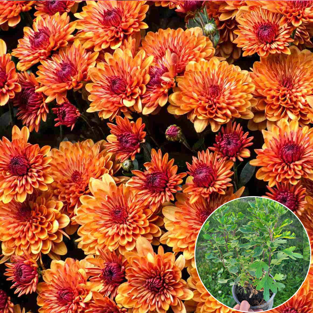 

Саженец Хризантема Avalon Orange 0,5 л