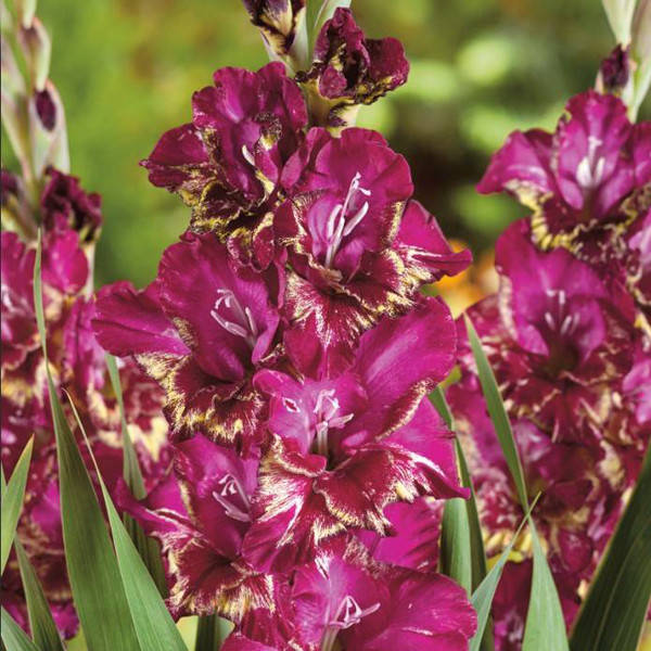 

Гладиолус Color Club