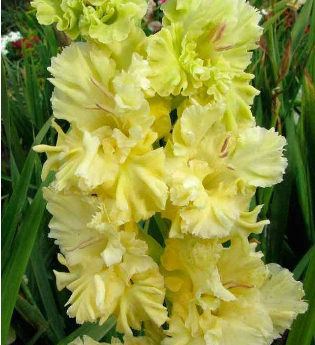 

Гладиолус гофрированный Lemon Frizzle 3 шт./уп.