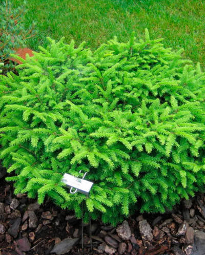 

Ель обыкновенная Нидиформис \ picea abies nidiformis ( 1.5) саженцы