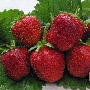 

Клубника Моллинг Пандора (ОКС)
