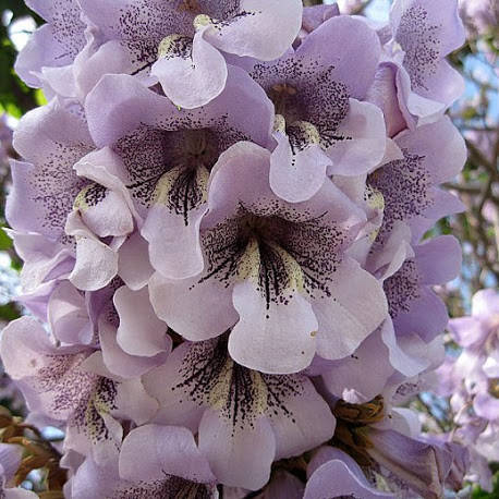 

Павловния, Адамовое дерево, Paulownia