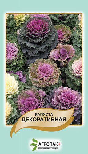 

Капуста декоративная 50 шт