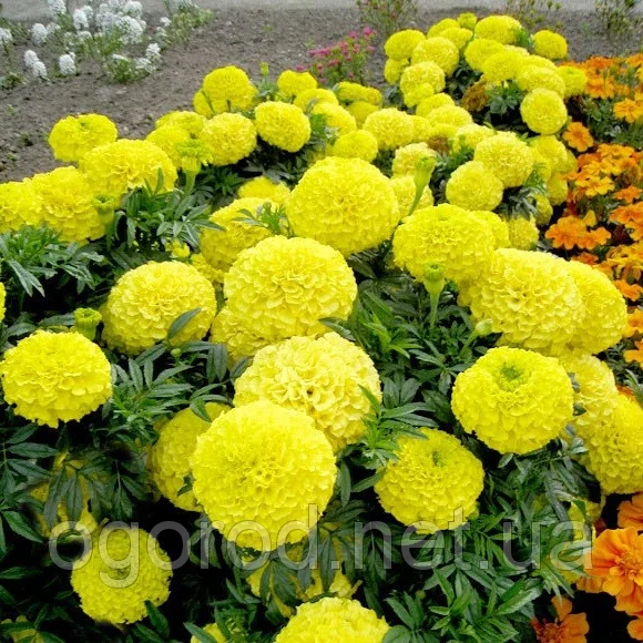 

Семена Бархатцы Антигуа 10 шт Syngenta Голландия Yellow