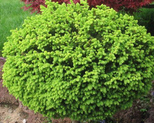 

Ялина звичайна Little Gem 3 річна / Ель обыкновенная европейская Литл Джем / Picea abies Little Gem