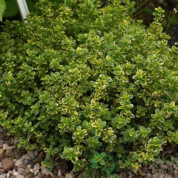 

Чебрець лимонний Голден лимон/ Thymus "Golden Lemon"