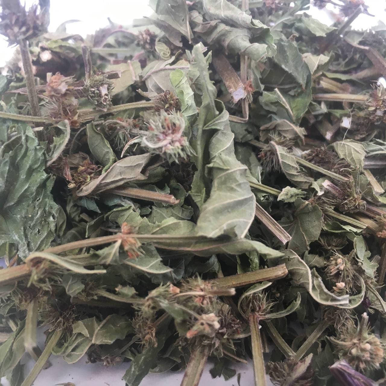 

Зюзник европейский (трава) 50 гр