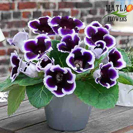 

Клубни Глоксиния Kaiser Wilhelm