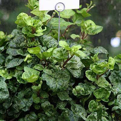 

Плющ Перкео, Hedera Perkeo