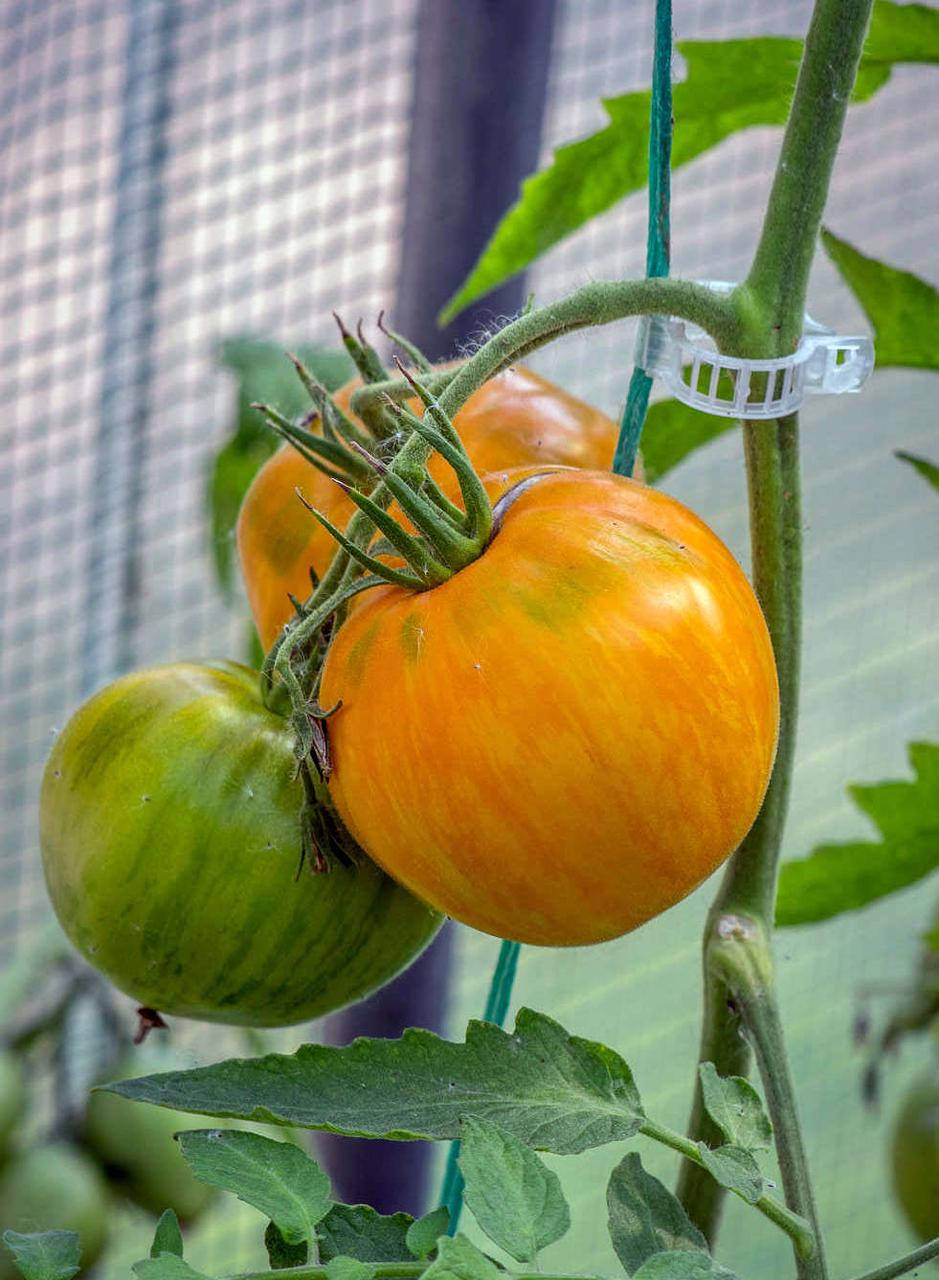 

Томат Кровоточащее сердце