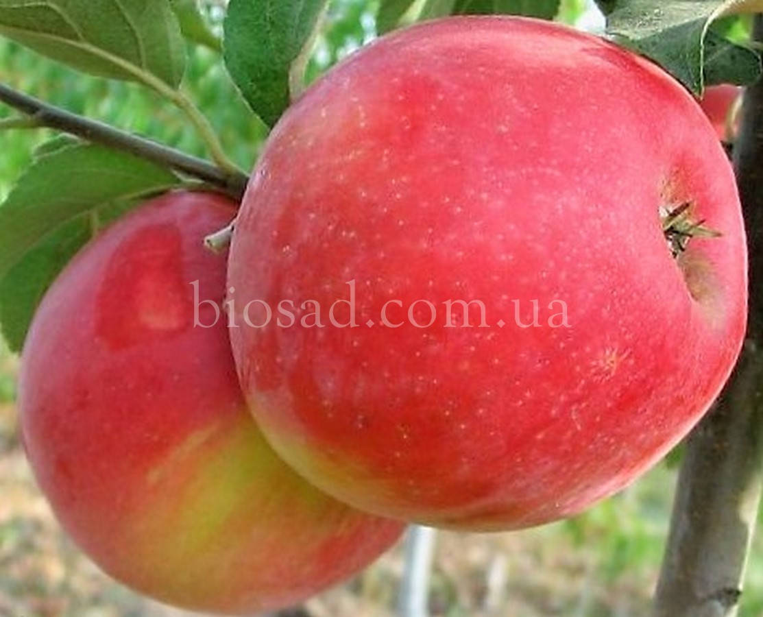 

Яблоня Хоней Крисп (Honey Crisp)