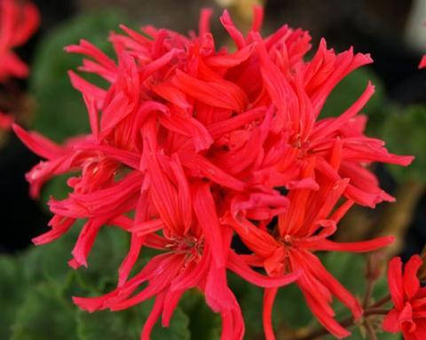 

Пеларгония "Jips Desert Poppy" (№225), Малиновый