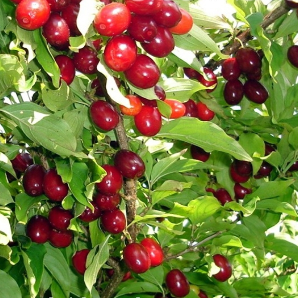 

Саженцы кизила «Елена» - 1-летний