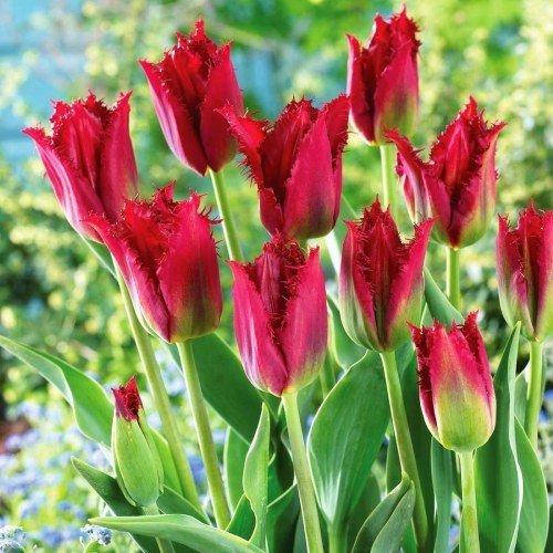 

Тюльпан Pacific Pearl (луковицы) 3 шт, Красный