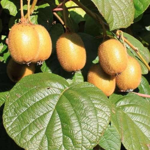 

Ківі Закарпатське