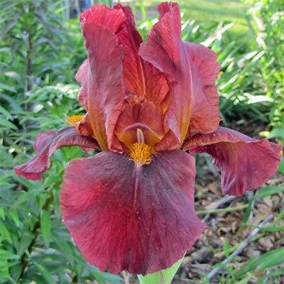 

Ирис Red Zinger (корневища)