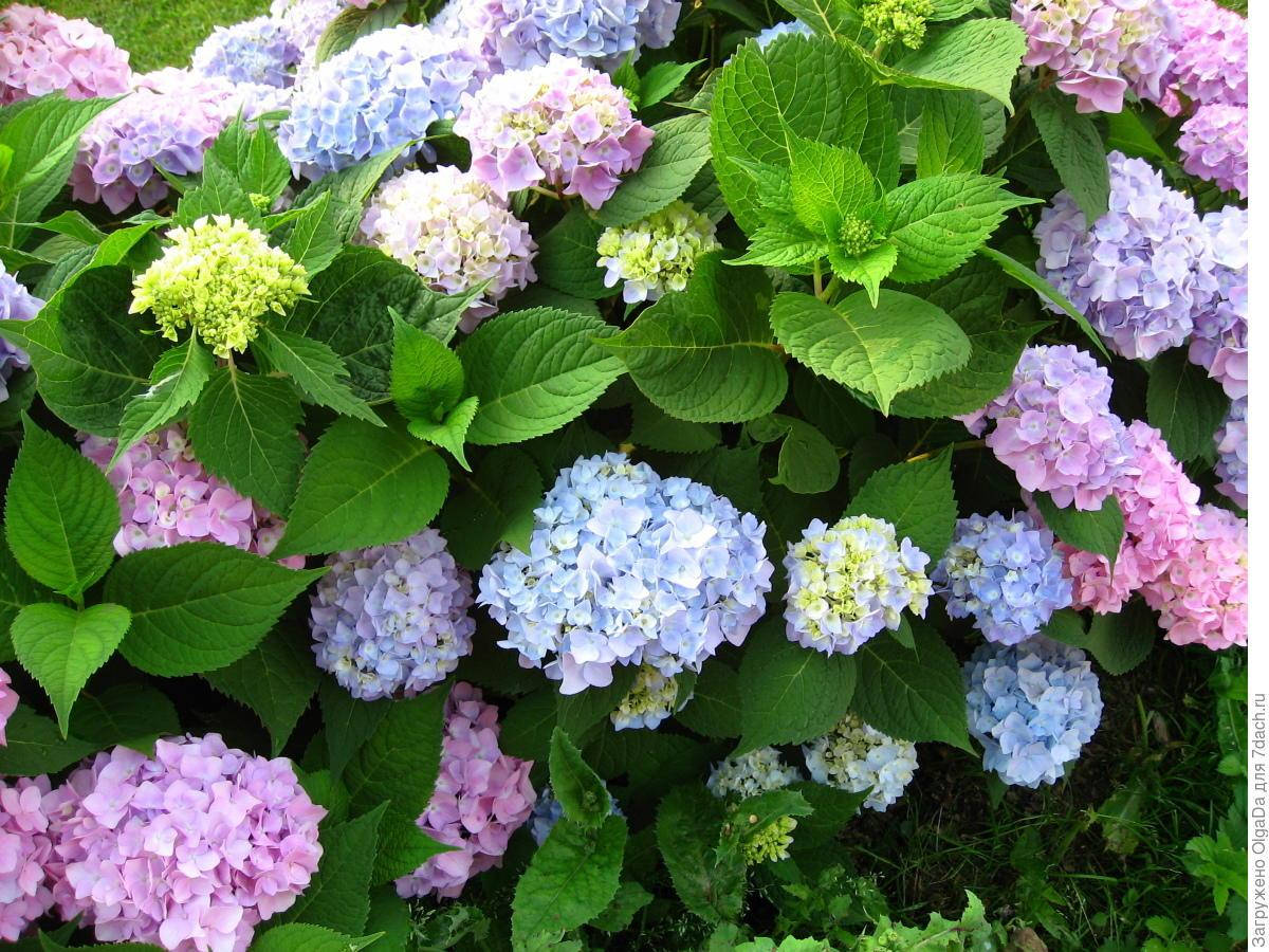 

Бесконечное лето (Endless Summer)